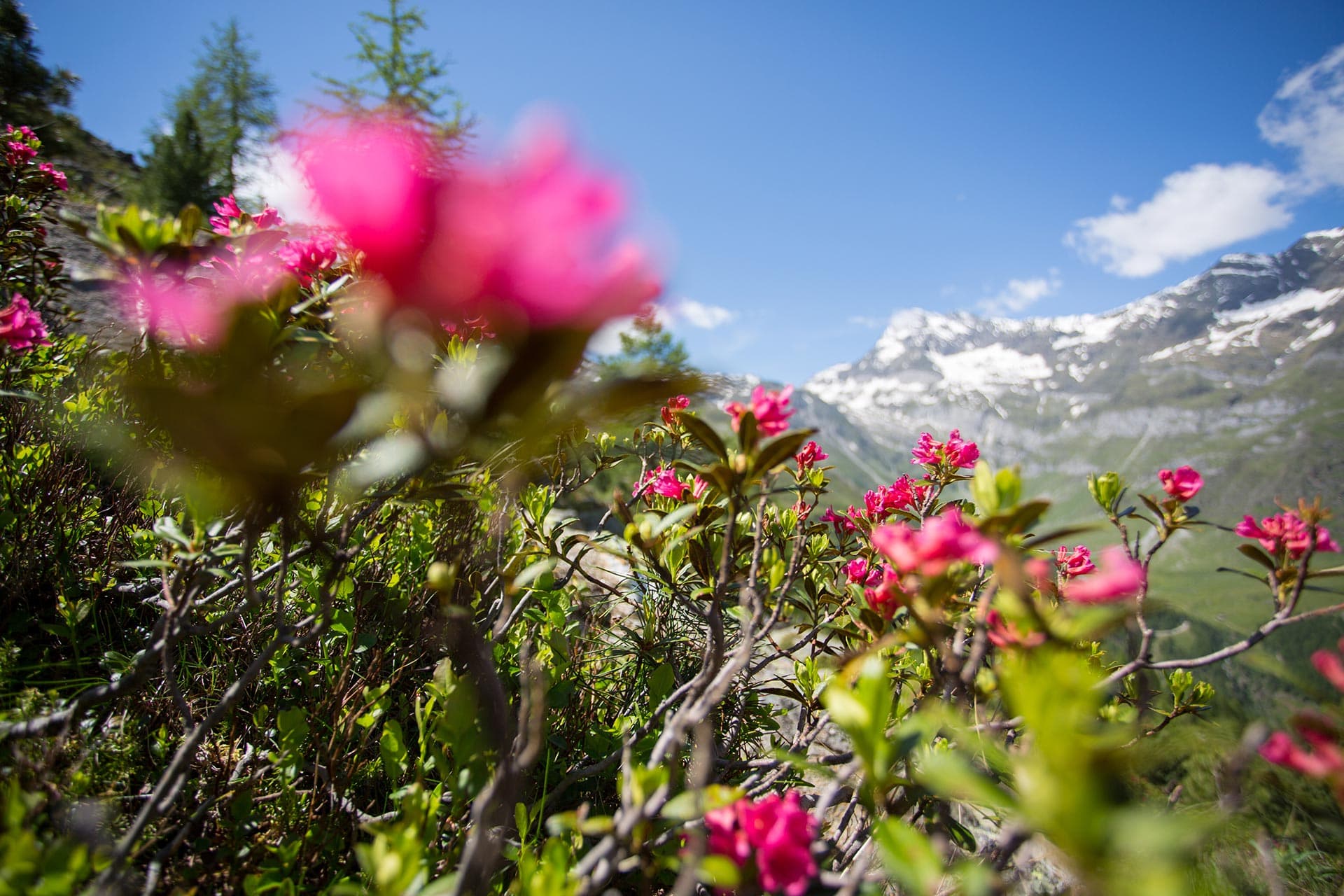 Alpenrosenwochen